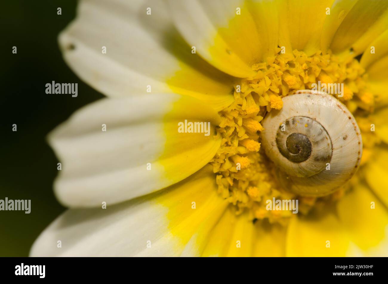 Weiße Gartenschnecke Theba pisana auf einer Blume von Girlande Chrysantheme Glebionis coronaria. San Lorenzo. Gran Canaria. Kanarische Inseln. Spanien. Stockfoto