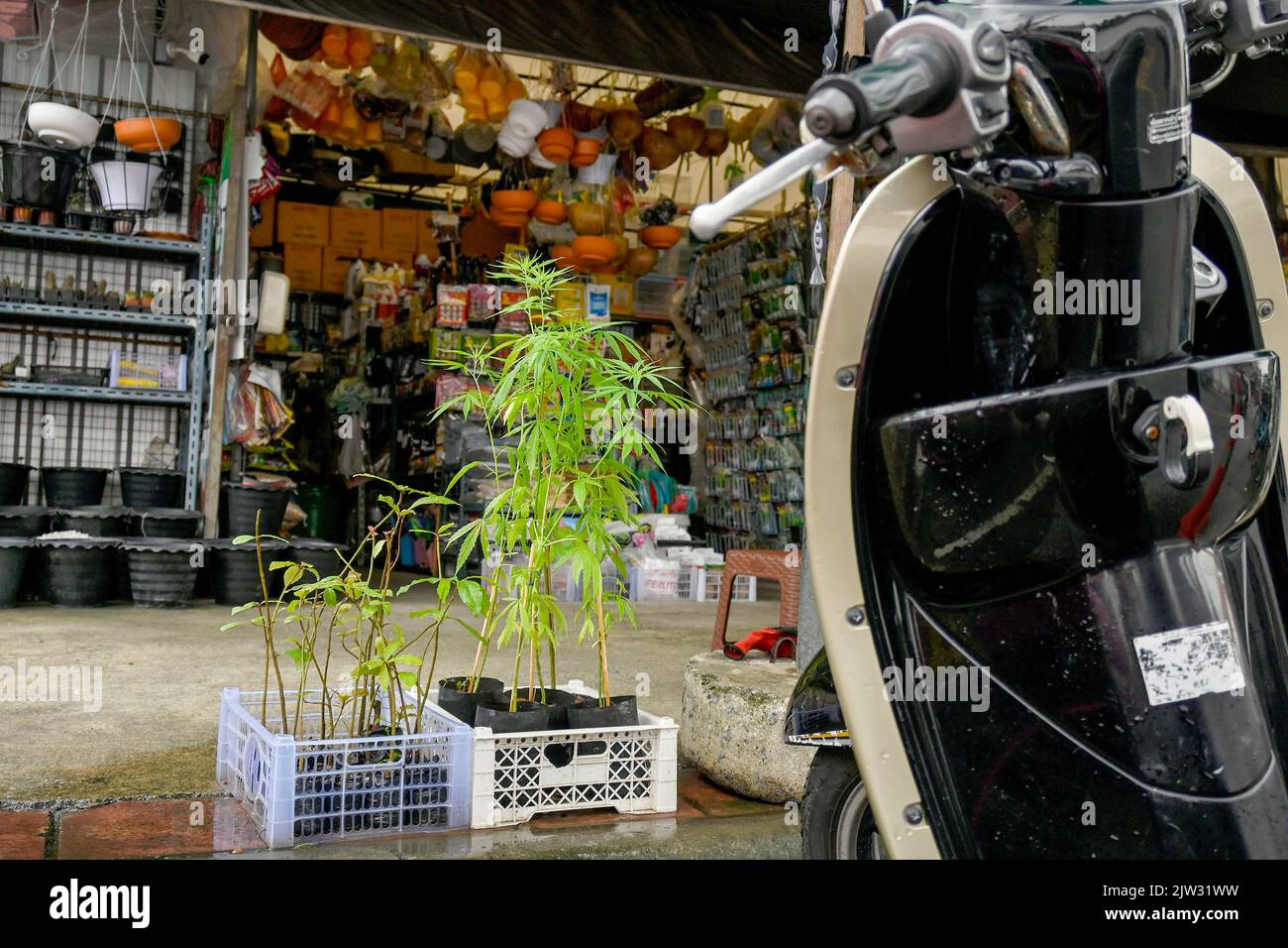 Bangkok, Thailand. 03. September 2022. Eine Nahaufnahme der Marihuana-Pflanzen auf einem lokalen thailändischen Markt. Thailand ist die erste Nation in Asien, die Marihuana für den medizinischen und persönlichen Gebrauch entkriminalisiert hat. Am 9. Juni 2022 wurde Marihuana aus der Kategorie der Betäubungsmittel entfernt, wodurch es legal ist, das Kraut zu verkaufen und zu kaufen. (Foto von Paul Lakatos/SOPA Images/Sipa USA) Quelle: SIPA USA/Alamy Live News Stockfoto