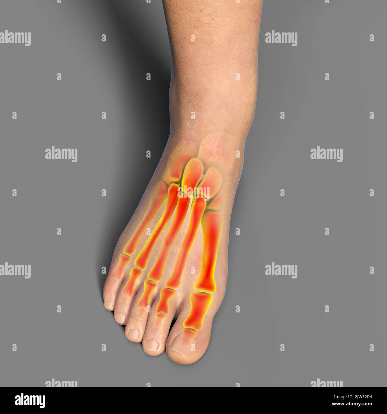 Anatomie des menschlichen Fußes, Abbildung Stockfotografie - Alamy