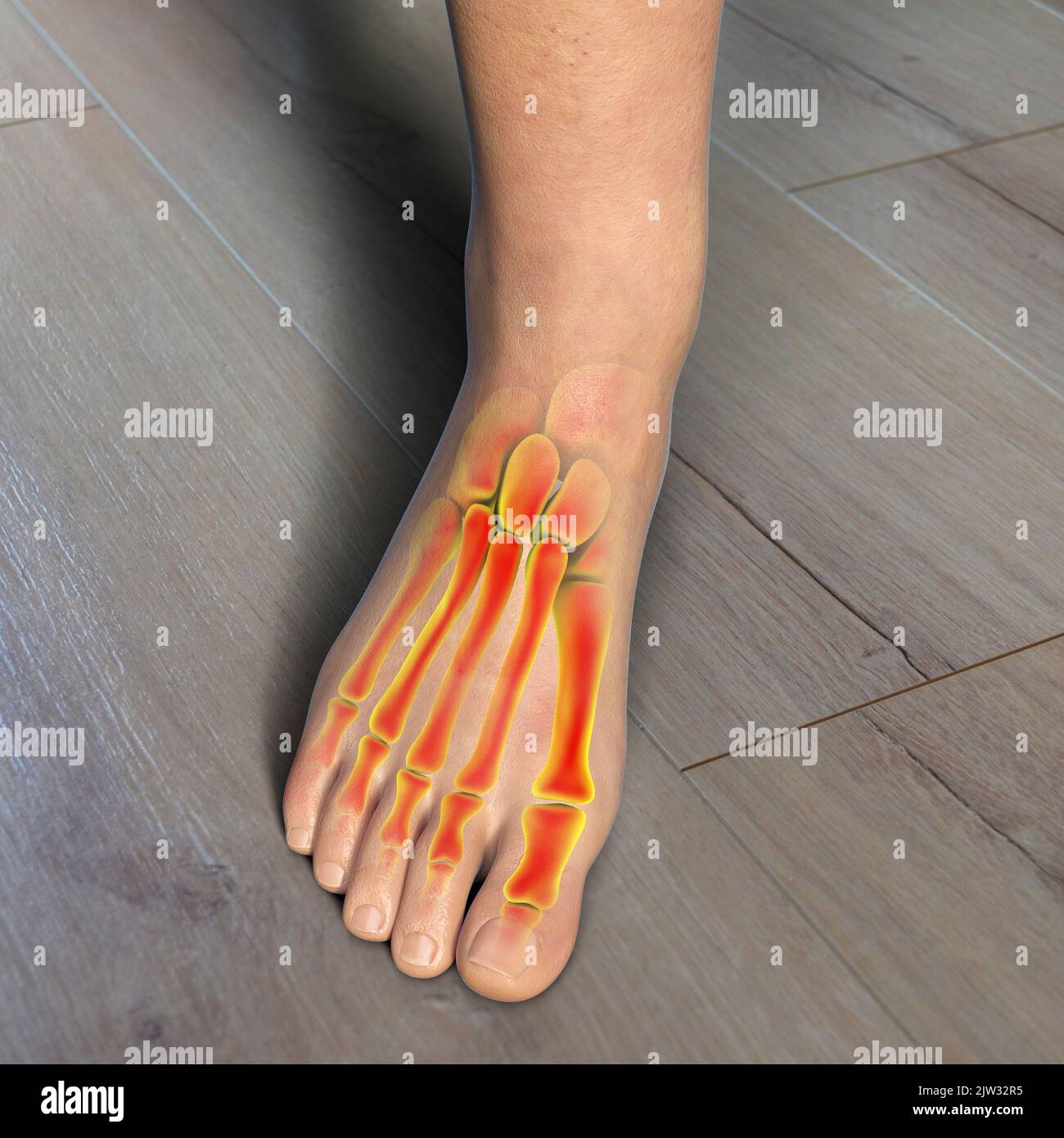Anatomie des menschlichen Fußes, Abbildung Stockfotografie Alamy