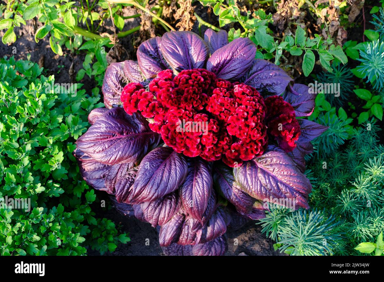 Helle burgunderrote Blume von Celosia Kamm mit violetten Blättern Stockfoto