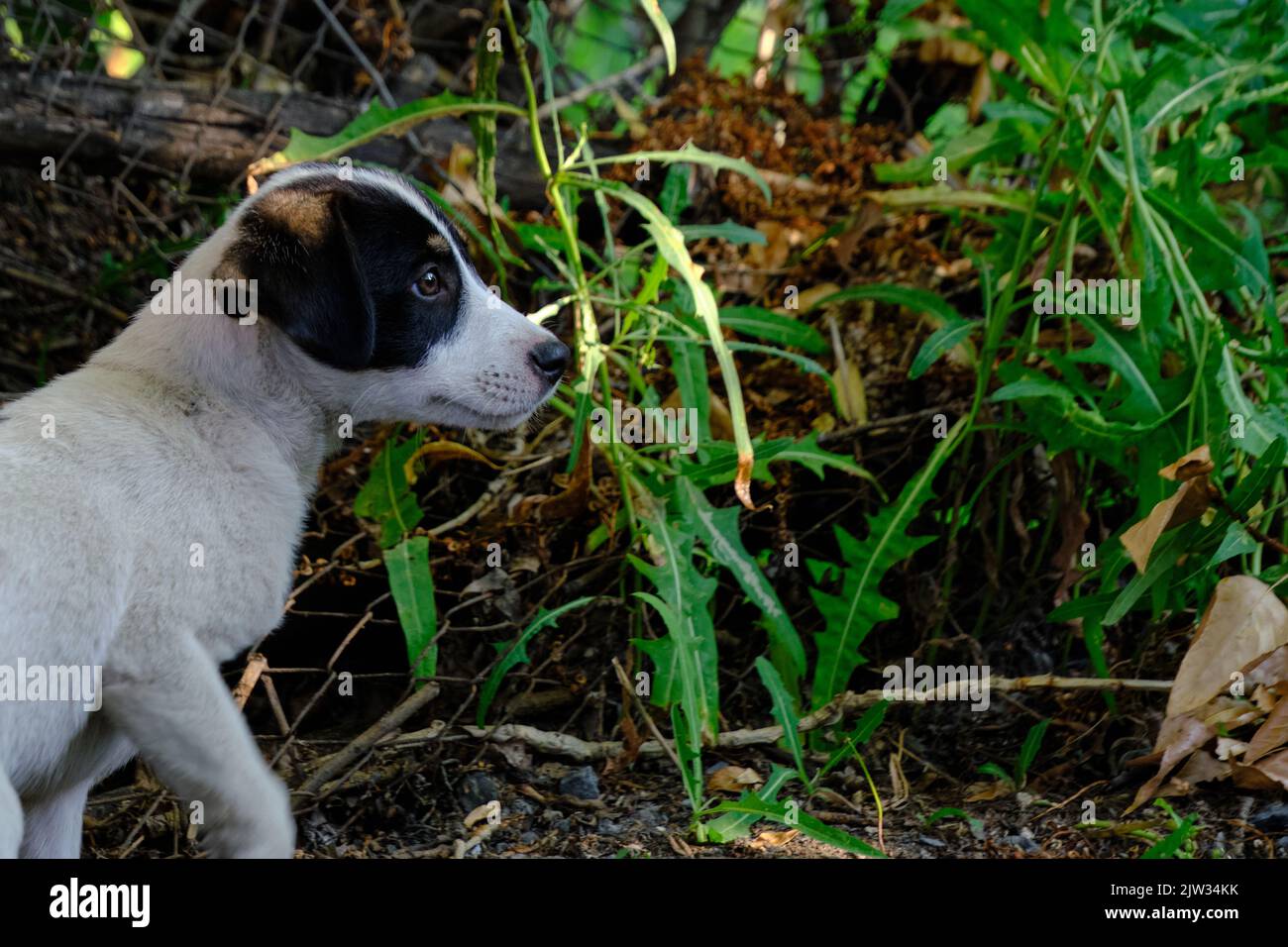 Kleiner, schöner Welpe starrt aufmerksam und wendet sich von der Seite ab Stockfoto