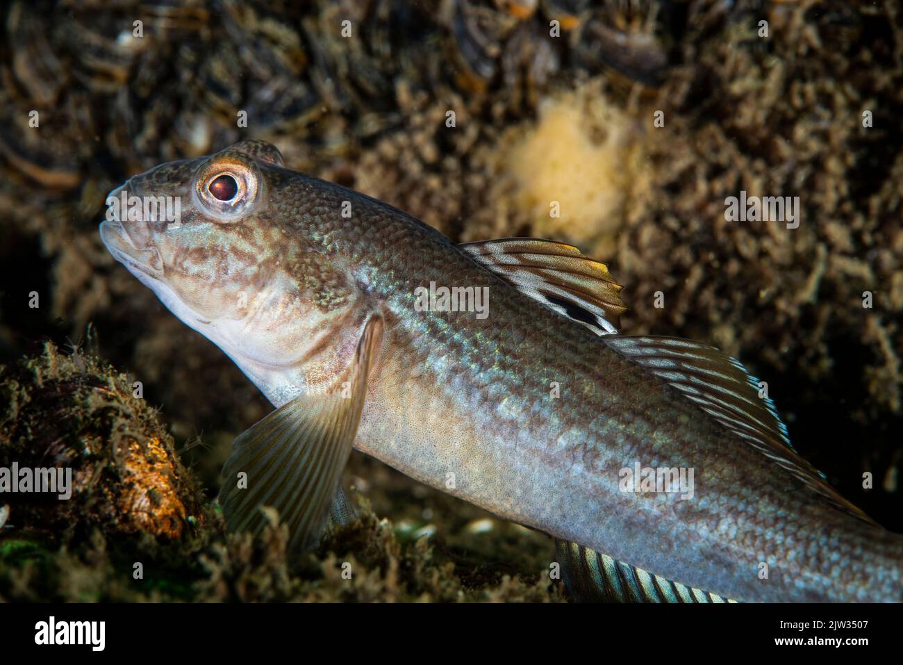 Die Round Goby ist eine invasive Art, die versehentlich in zahlreiche Gebiete, darunter den St. Lawrence River, eingeführt wurde Stockfoto
