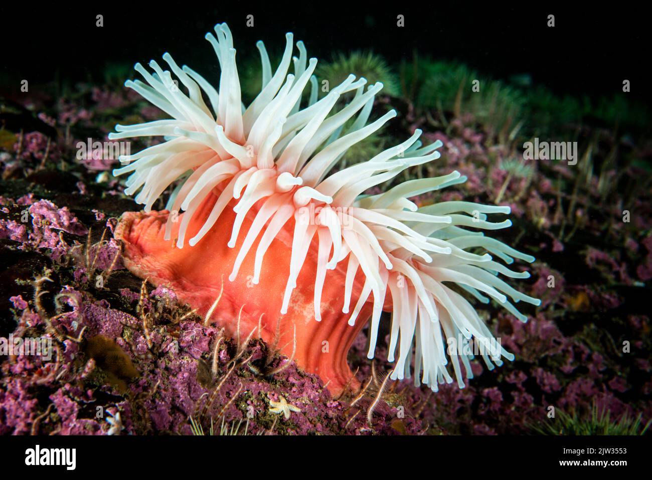 Nördliche Rote Anemone unter Wasser im St. Lawrence River Stockfoto