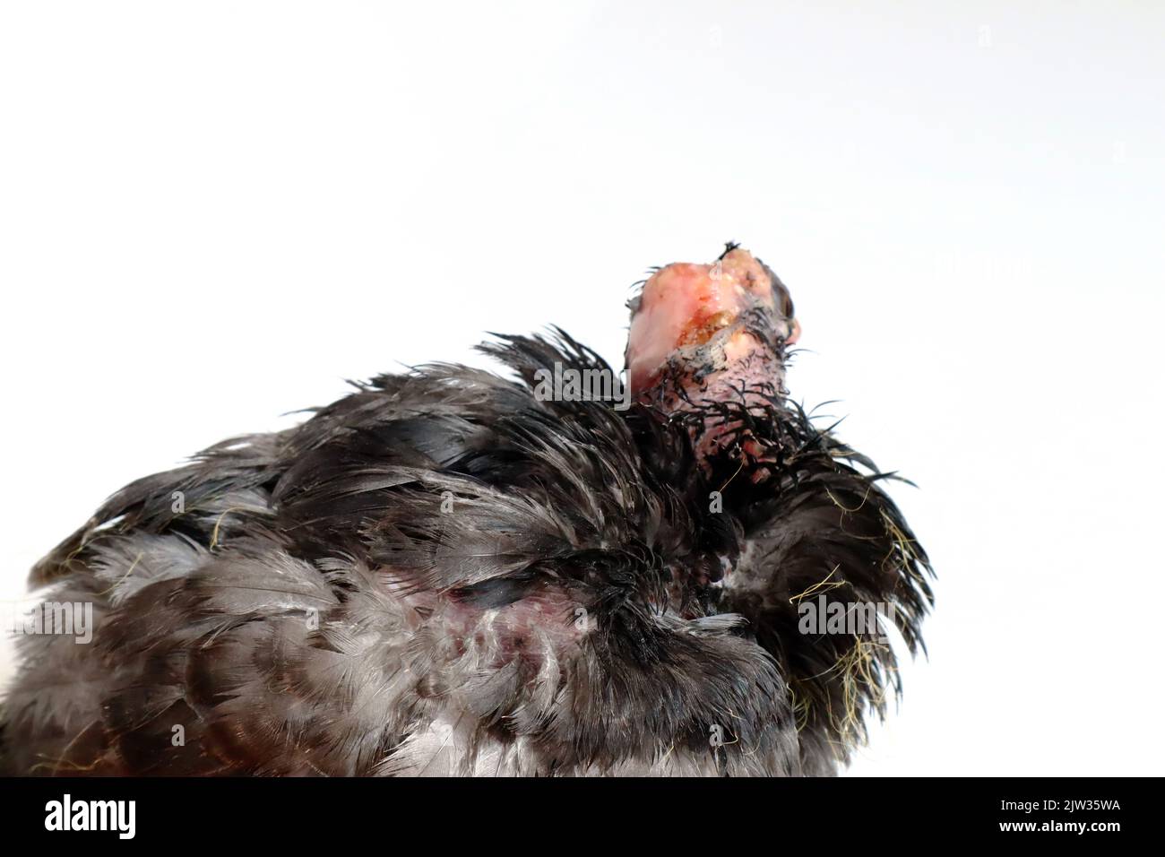 Taube mit Vogelpoxvirus-Infektion, Taubenkrankheit Stockfoto