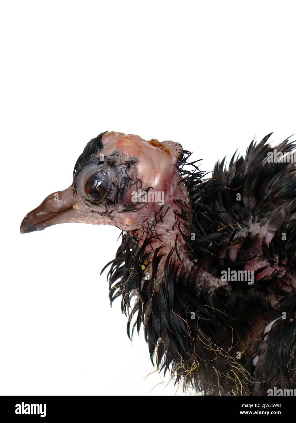 Taube mit Vogelpoxvirus-Infektion, Taubenkrankheit Stockfoto