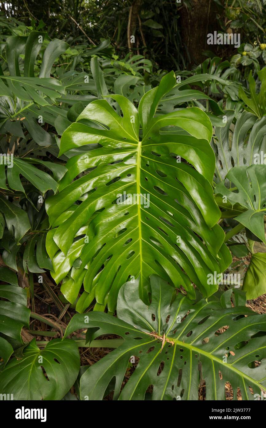 Großblättrige Dschungelpflanze in Hawaii. Stockfoto