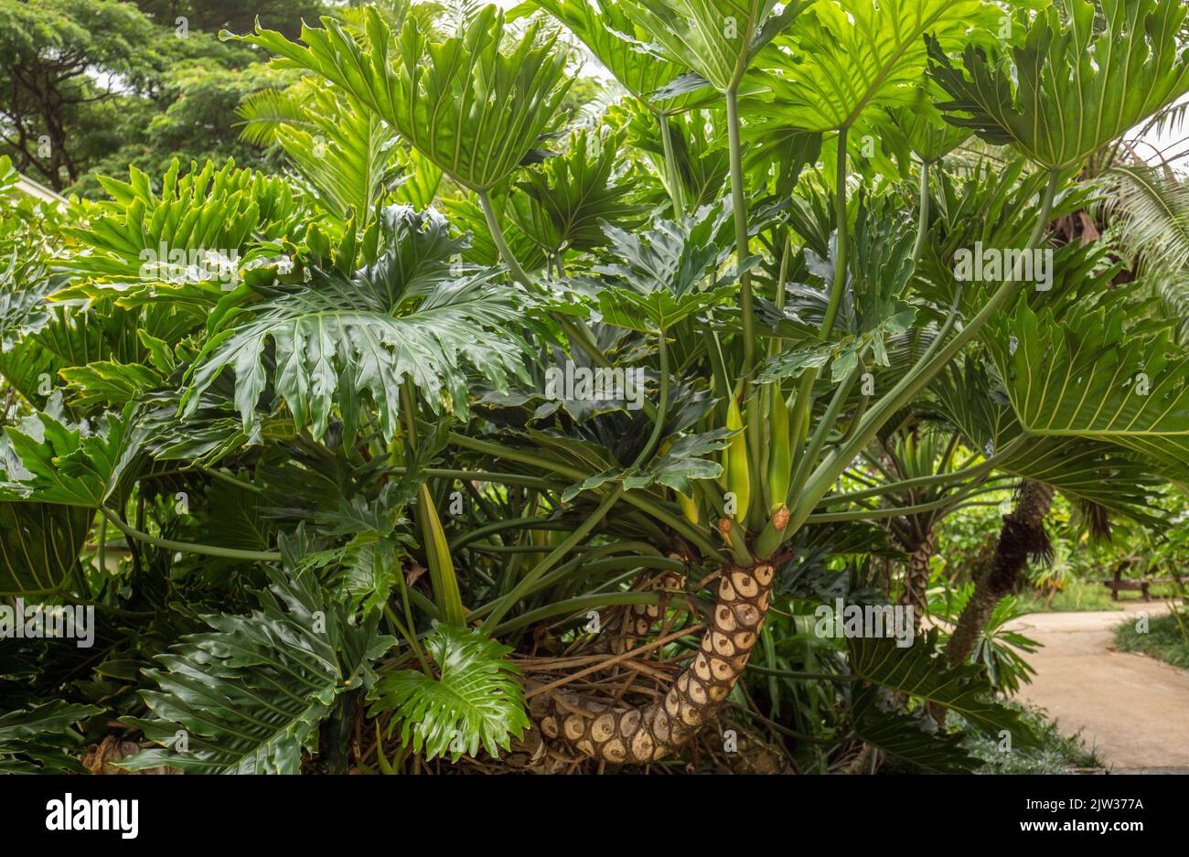 Großblättrige Dschungelpflanze in Hawaii. Stockfoto