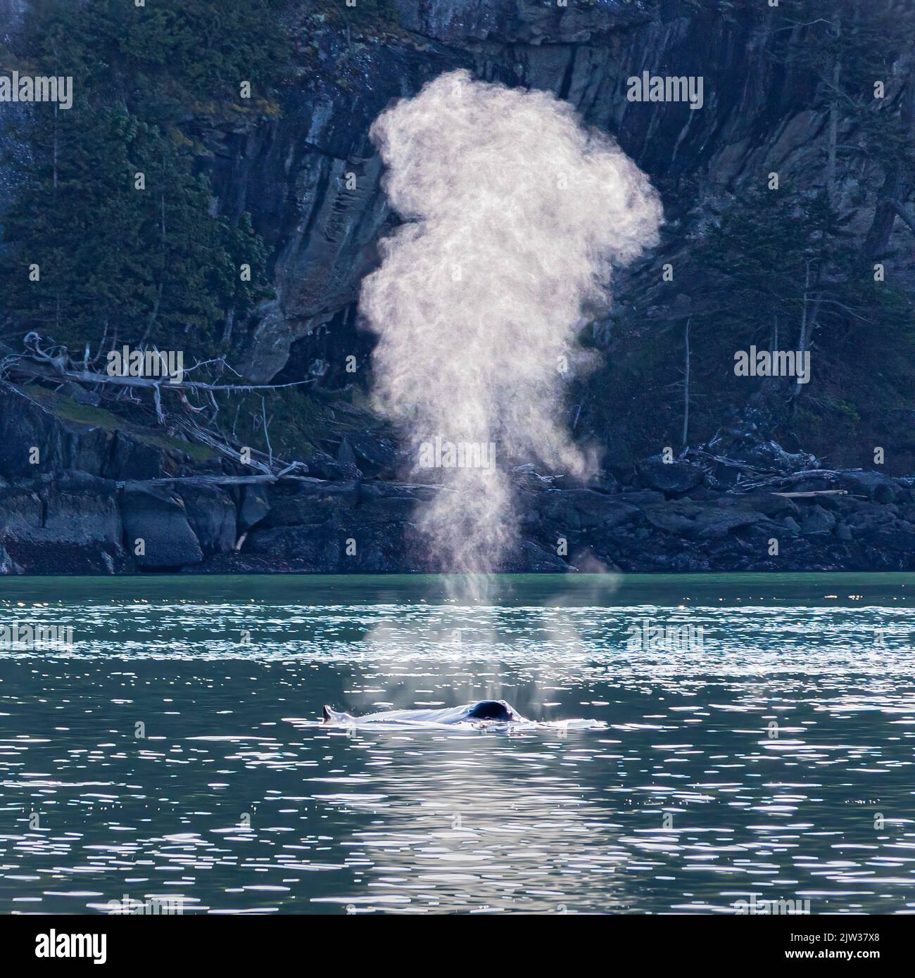 Da bläst sie. Dieser wandernde Buckelwal vor Victoria, Kanada, hatte ein Kalb bei sich. Stockfoto