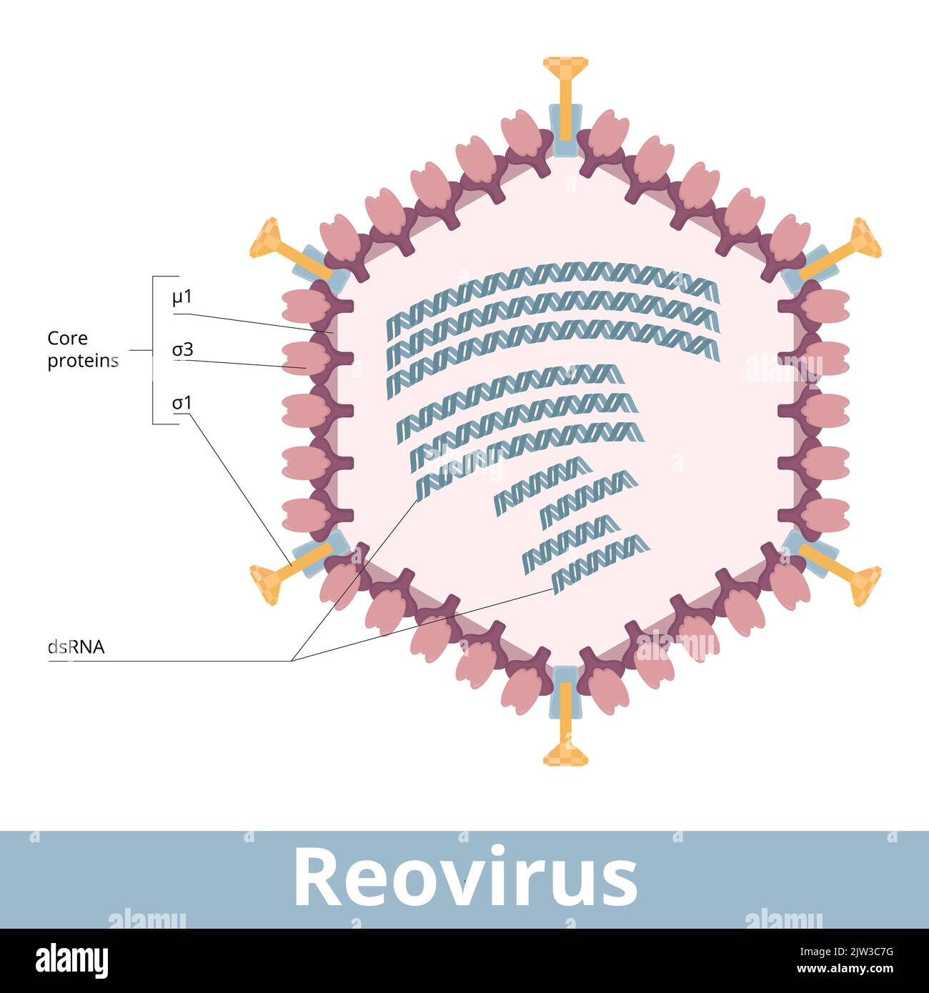Reovirus. Viruszelle einer Familie doppelsträngiger RNA-Viren. Virion mit einer Ikosaedralkapside, doppelsträngiger RNA, Genomsegmenten. Stock Vektor
