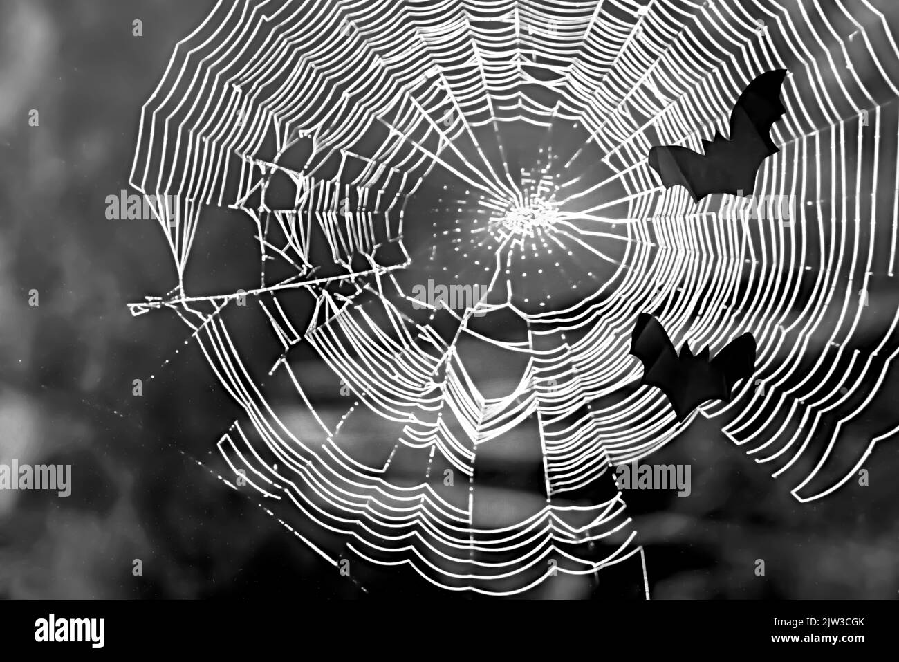 Silhouetten von Fledermäusen gegen weißes Netz auf schwarzem Hintergrund. Speicherplatz kopieren. Konzept von halloween . Stockfoto