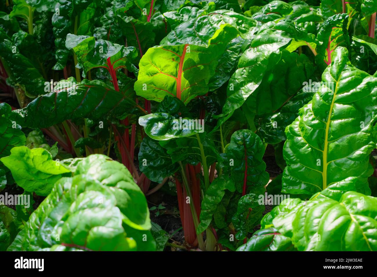 Rote Beete Blätter im Garten Boden, Grüntransport, Bio-landwirtschaftliches Grün Hintergrund Stockfoto