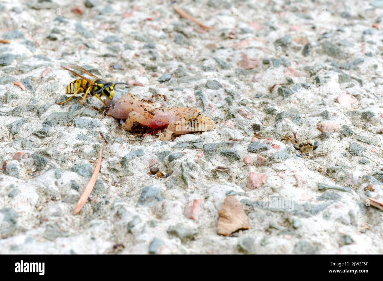 Ameisen und Bienen fressen toten Eidechsenkörper auf dem Boden. Stockfoto