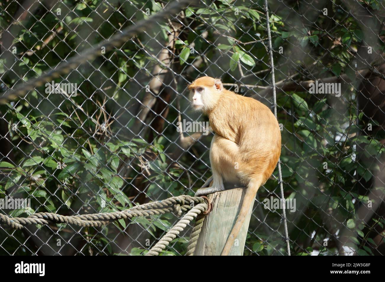 Gewöhnlicher patas-Affe im Zoo von Guadalajara Stockfoto