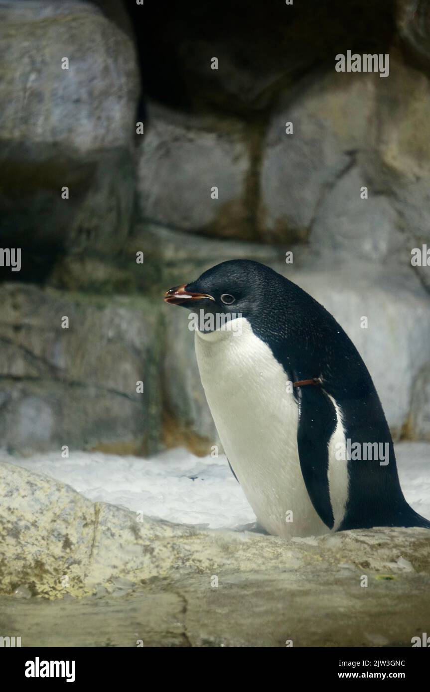 Pinguin im Zoo von Guadalajara Stockfoto