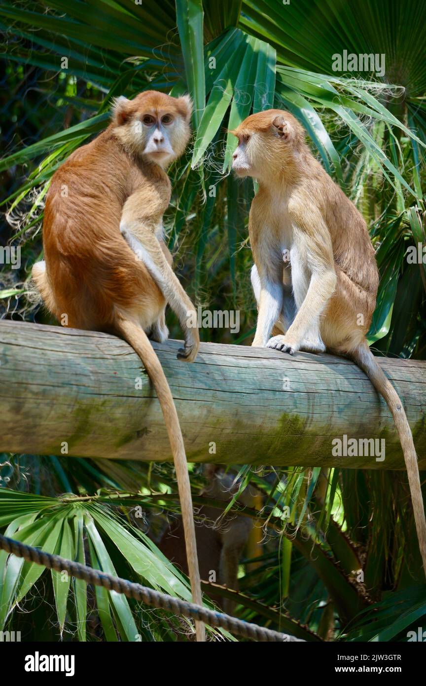 Gewöhnlicher patas-Affe im Zoo von Guadalajara Stockfoto