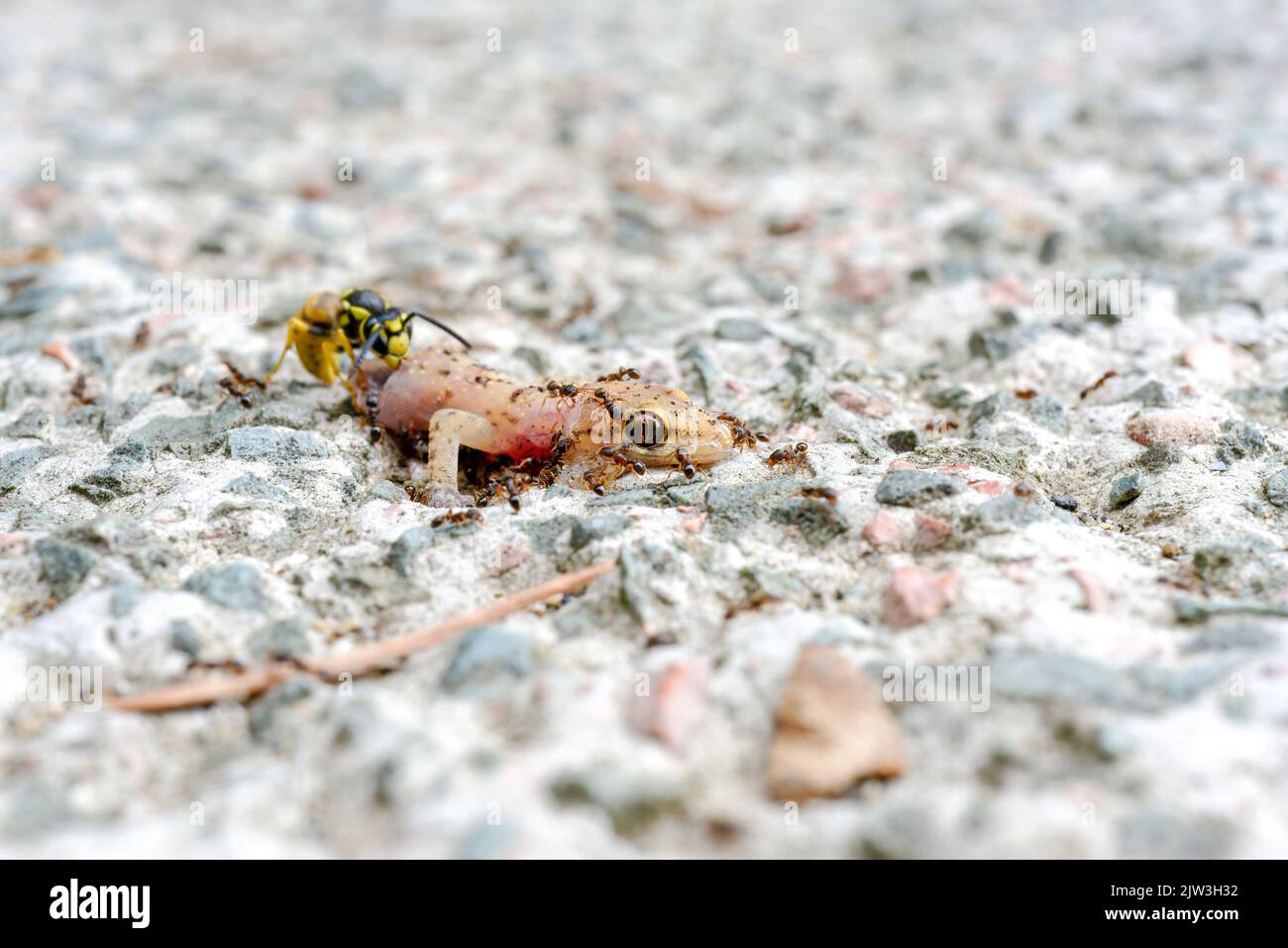 Ameisen und Bienen fressen toten Eidechsenkörper auf dem Boden. Stockfoto