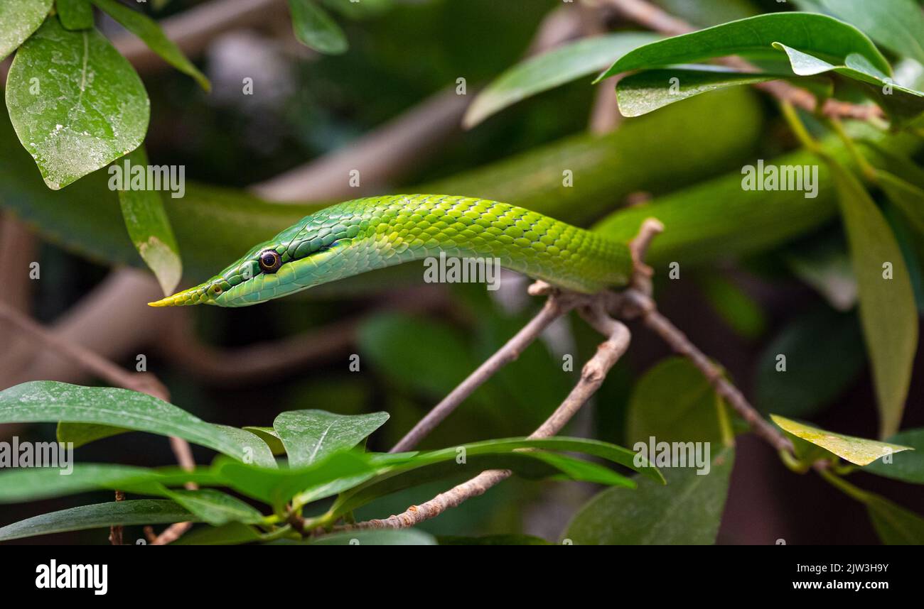 Vietnamesische Langnasenschlange (Gonyosoma boulengeri) auf einem Zweig, gefangen, Deutschland. Stockfoto