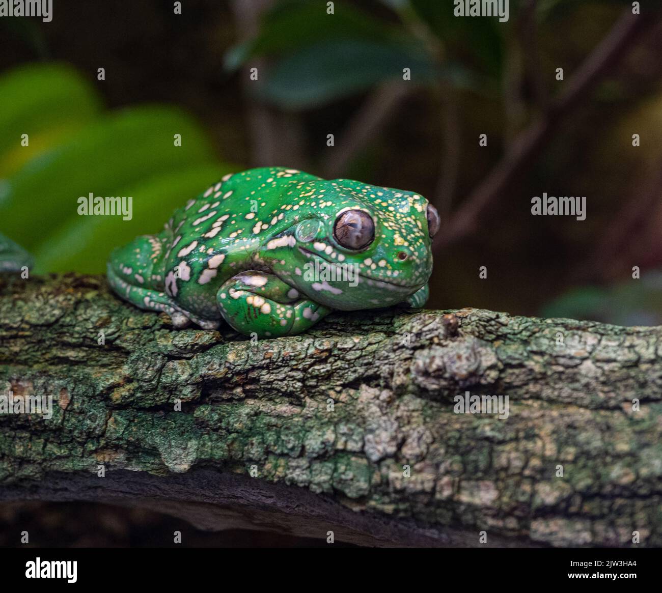 American Green Tree Frog, Hyla Cinea, thront auf einem Ast vor einem weichen grünen Hintergrund. Stockfoto
