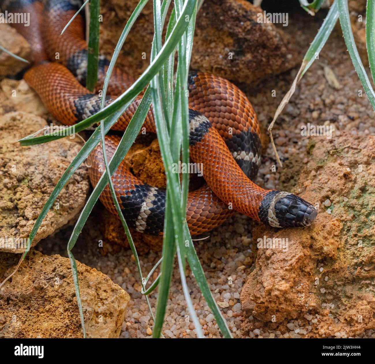 Tropische scharlachrote Königsnatter, Milchschlange (Lampropeltis triangulum) Stockfoto