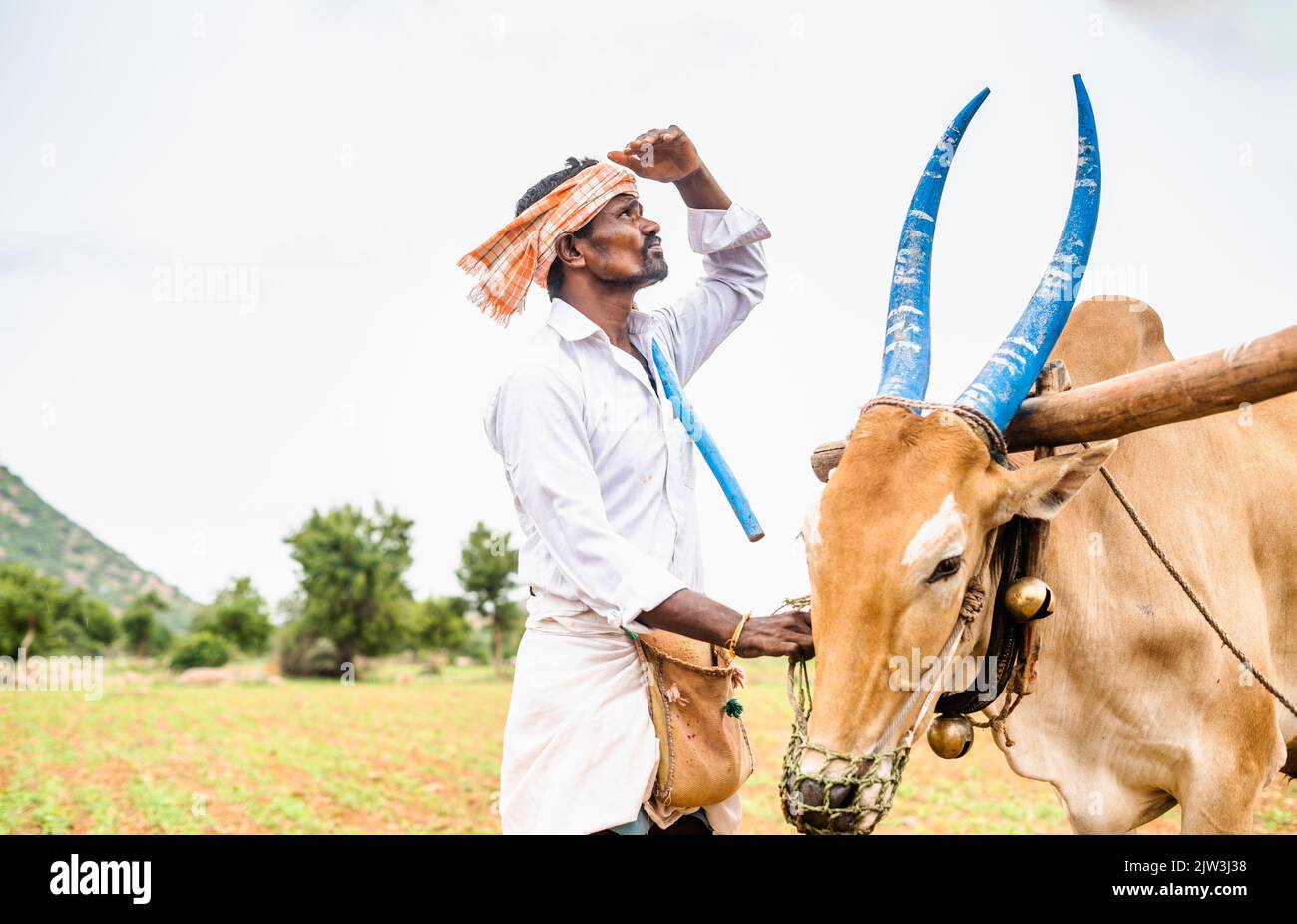 Besorgter indischer Landwirt mit Rindern, die am Himmel nach Regen zur Ernte oder zum Anbau auf Ackerland blicken - Konzept des Klimawandels Stockfoto