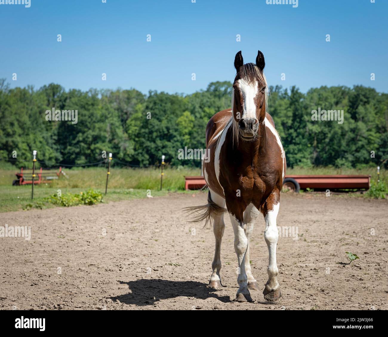 Ein schönes Pferd steht auf einer Farm in Francis Creek in der Nähe von Manitowoc, Wisconsin. Stockfoto