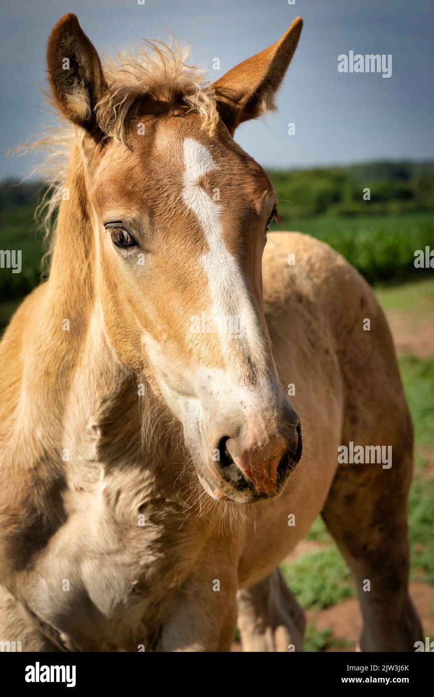 Ein scheues braunes Pony steht am Straßenrand eines Feldes in der Nähe von Manitowoc, Wisconsin. Stockfoto
