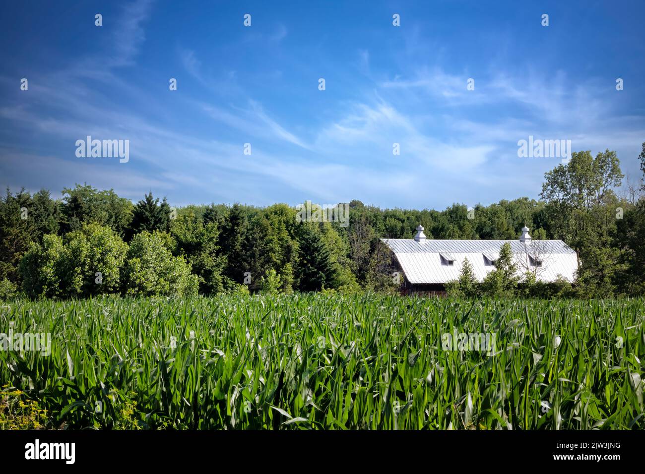 Ein Kornfeld mit einer alten Scheune im Hintergrund steht in Kossuth, einem Gebiet in der Nähe von Manitowoc, Wisconsin. Stockfoto