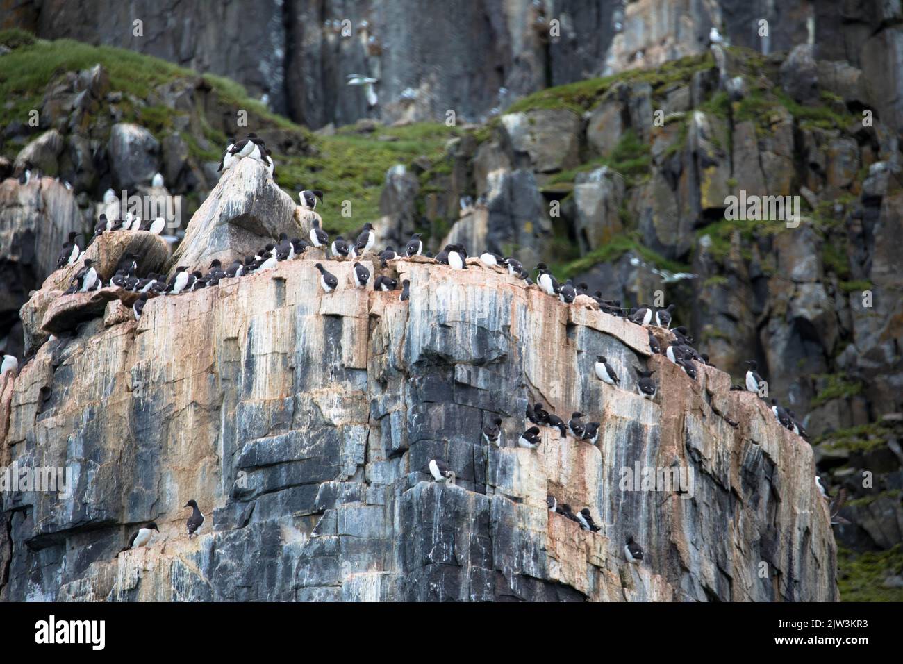 Dickschnabelkolonie Murres an der Vogelklippe Alkefjellet. Heimat von über 60.000 Paaren von Brunnichs Guillemots. Hinloopen, Spitzbergen, Spitzbergen, Spitzbergen, Stockfoto