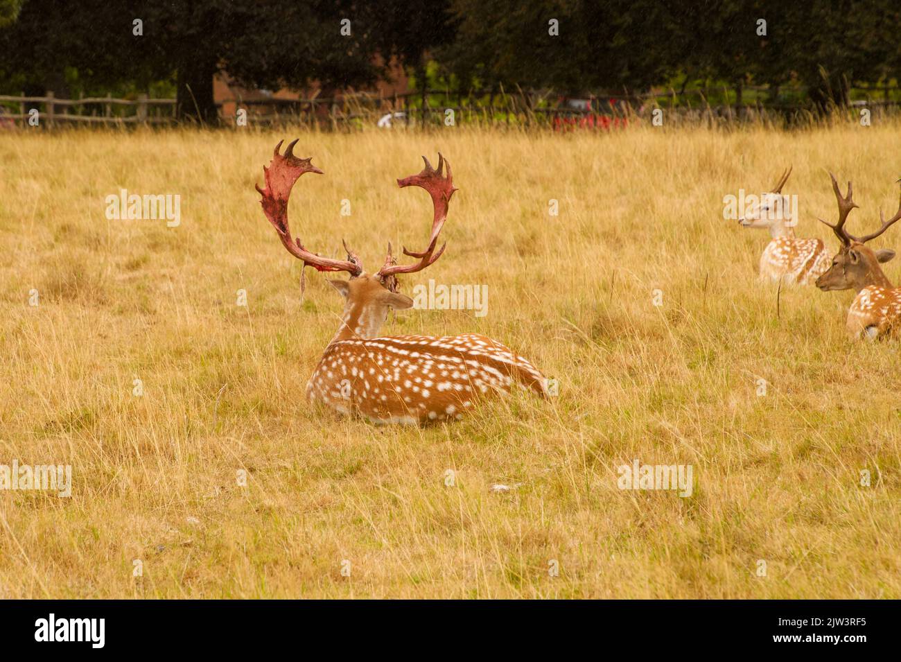 European Fallow Deer in Tatters (Shedding Samvet), (Dama dama), Charlecote National Trust, Warwickshire, Vereinigtes Königreich Stockfoto