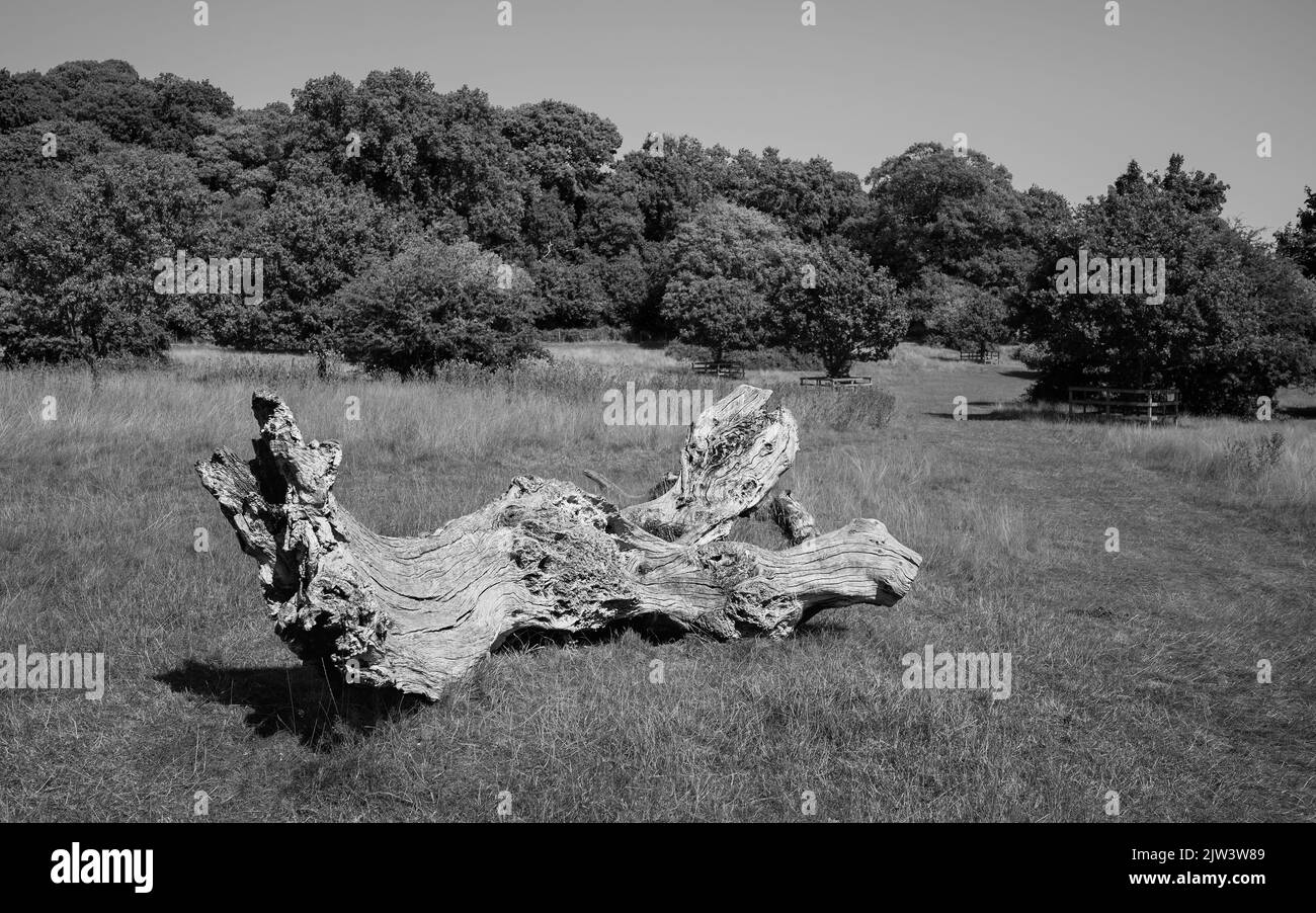 Der verfaulende Sturm beschädigte den Baum, umgeben von trockenen Gräsern und Bäumen, am Horizont unter blauem Himmel während der anhaltenden Hitzewelle auf dem Westwood in Beverley, Yorks Stockfoto