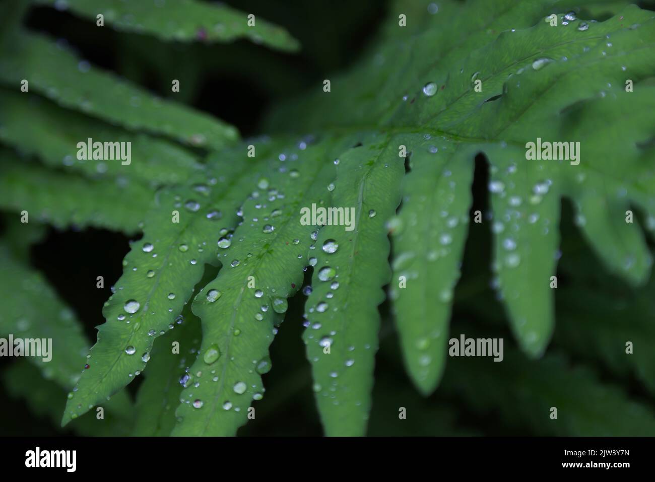 Vegetation im Jacques Cartier Nationalpark in Quebec Stockfoto