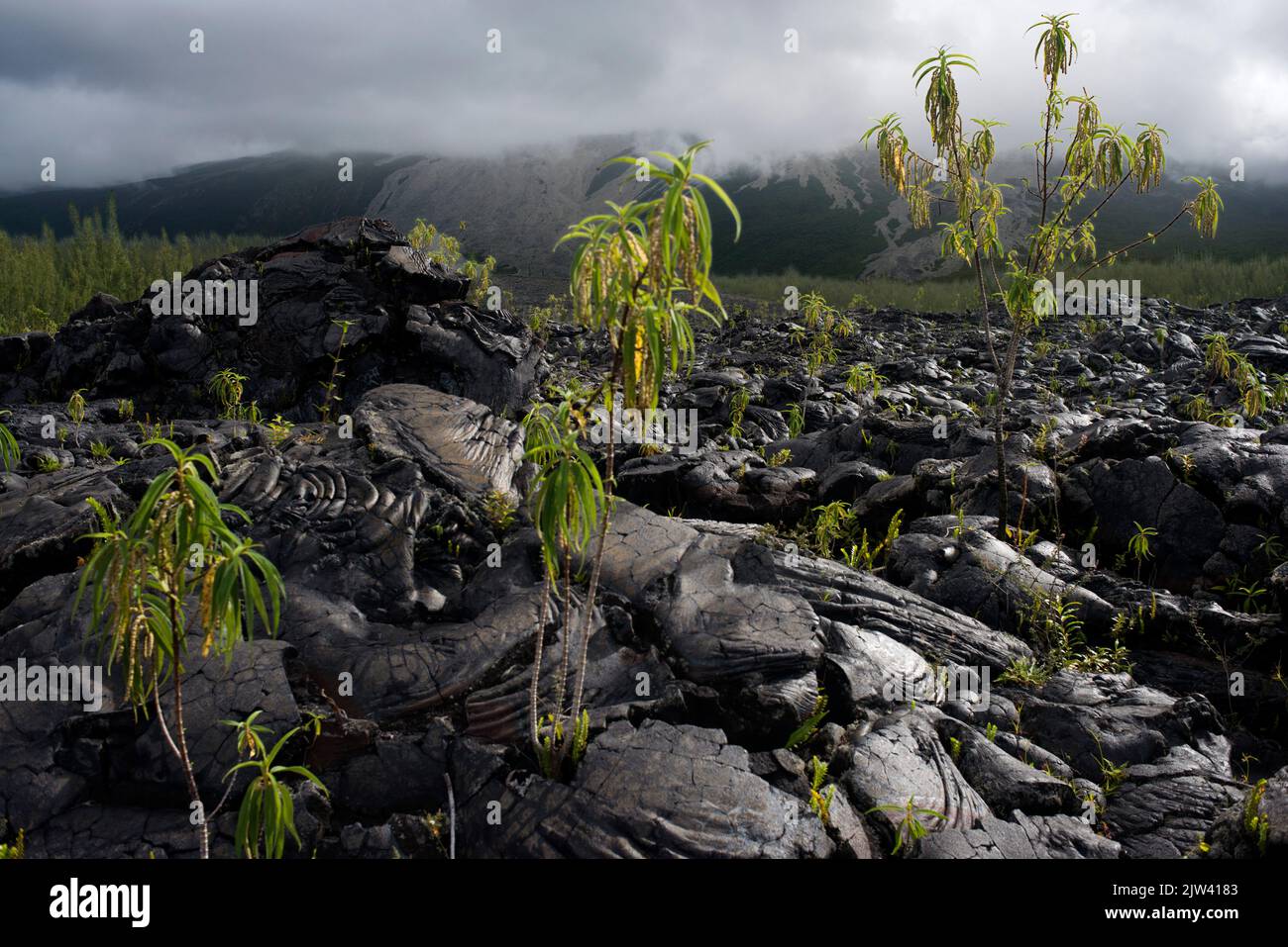 Schlackenkegel im Haleakala National Park. Blick vom Aussichtspunkt von Leleiwi. Maui. Hawaii. Regen und das Schmelzen von Gletschern, die durch Climat entstehen Stockfoto