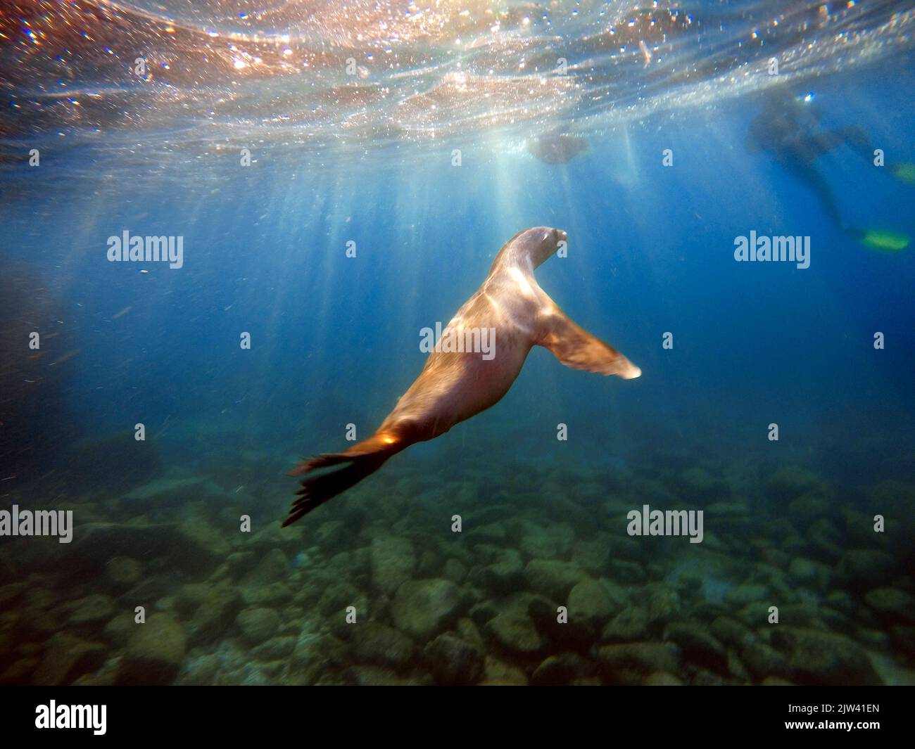 Kalifornischer Seelöwe Zalophus californianus in Los Islotes, Mexiko, Sea of Cortez, Baja California, La Paz. Seelöwen leiden zunehmend unter den Stockfoto