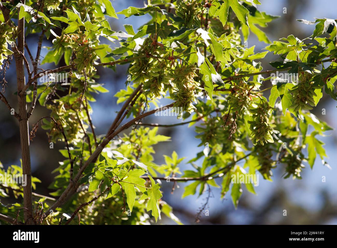 Grüne, unreife, trichomatische, indehiscent samara-Frucht des Bigleaf Maple, Acer macrophyllum, Sapindaceae, beheimatet in den San Bernardino Mountains, Sommer. Stockfoto