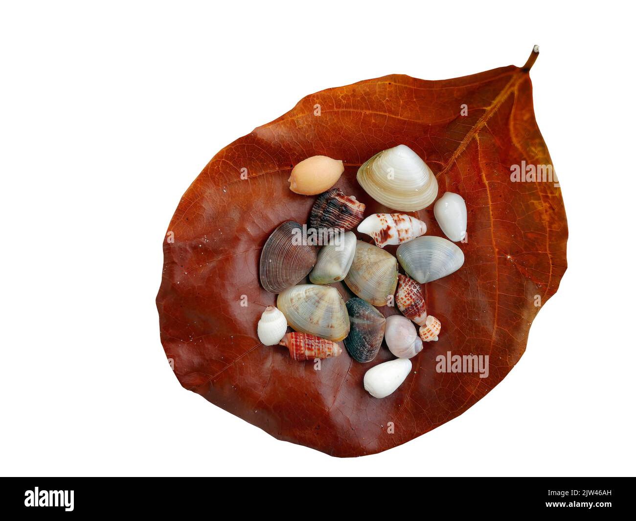 Isoliert, transparent, Ausschnitt, ein brauner trockener Urlaub mit einer Auswahl von kleinen Muscheln auf weißem Hintergrund, mit Abschneideweg Stockfoto