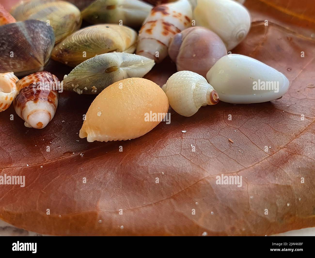 Nahaufnahme eines braunen trockenen verlassen mit einer Auswahl von kleinen Muscheln auf weißem poliertem Stein, Makro Stockfoto