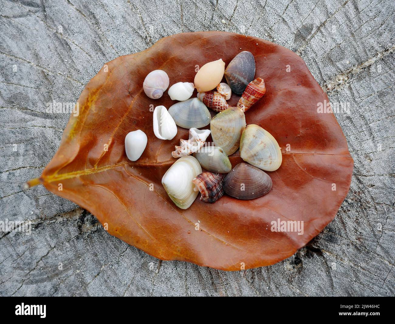 Nahaufnahme eines braunen trockenen Urlaubses mit einer Auswahl von kleinen Muscheln auf einem stumpf, verschwommenen Sandstrand Hintergrund Stockfoto