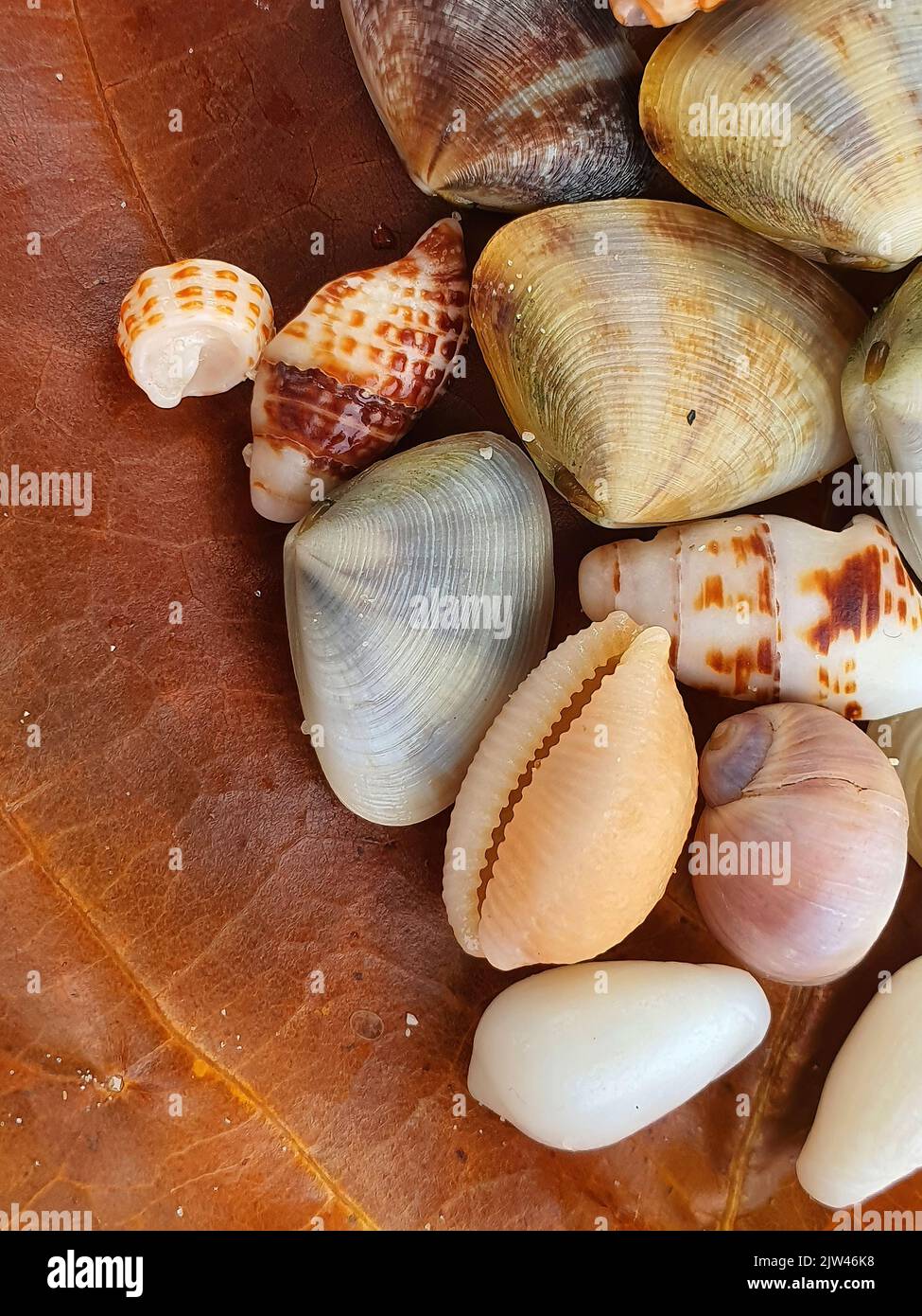 Draufsicht Nahaufnahme eines braunen trockenen Auges mit einer Auswahl kleiner Muscheln, Makro-, Vertikalbild Stockfoto