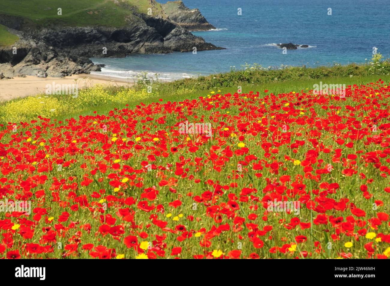 Wilder Mohn, Mais-Ringelblume und andere ackbare Wildblumen auf Clifftop-Feldern in Nord-Cornwall Stockfoto
