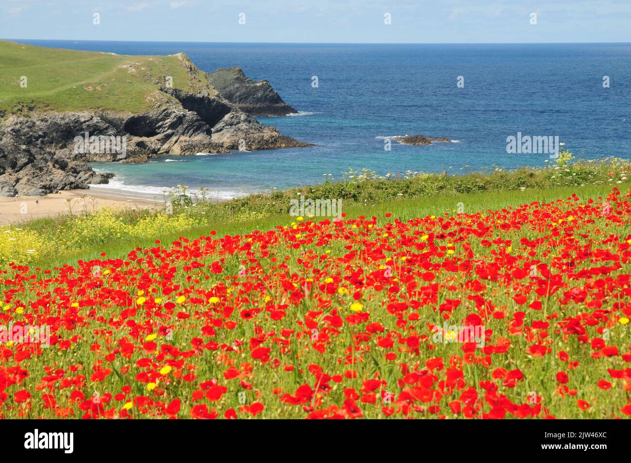 Wilder Mohn, Mais-Ringelblume und andere ackbare Wildblumen auf Clifftop-Feldern in Nord-Cornwall Stockfoto