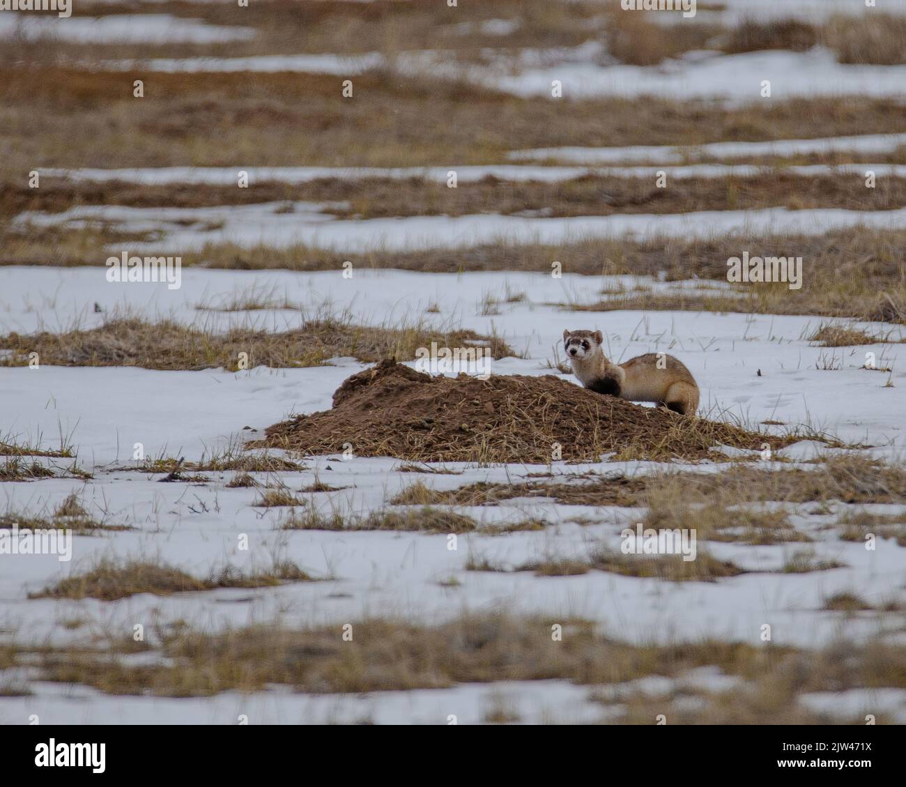 Ein Schwarzfuß-Frettchen (Mustela nigripes) auf einer schneebedeckten Wiese Stockfoto