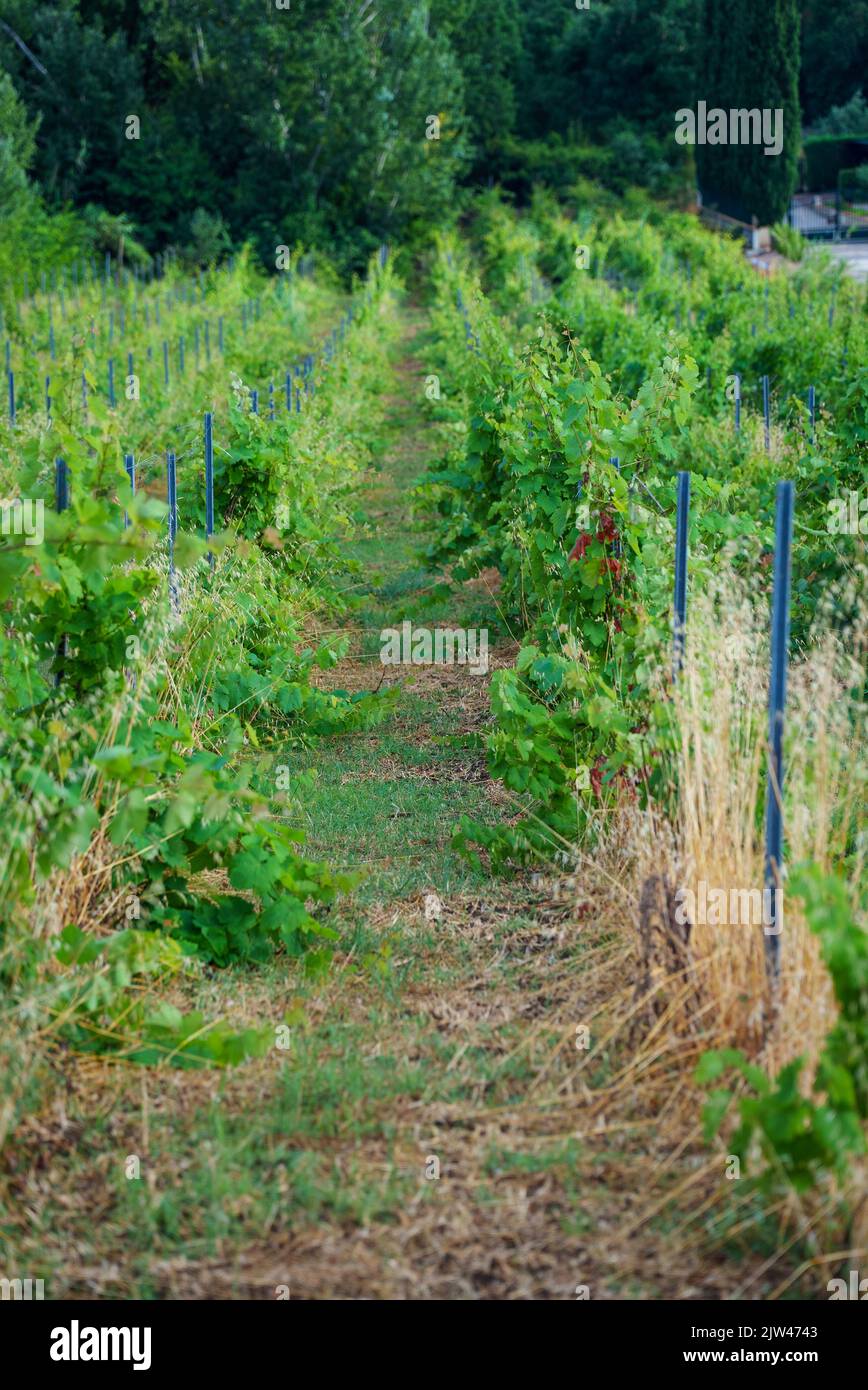 Schöne Weinberge in Kampanien, Italien. Stockfoto