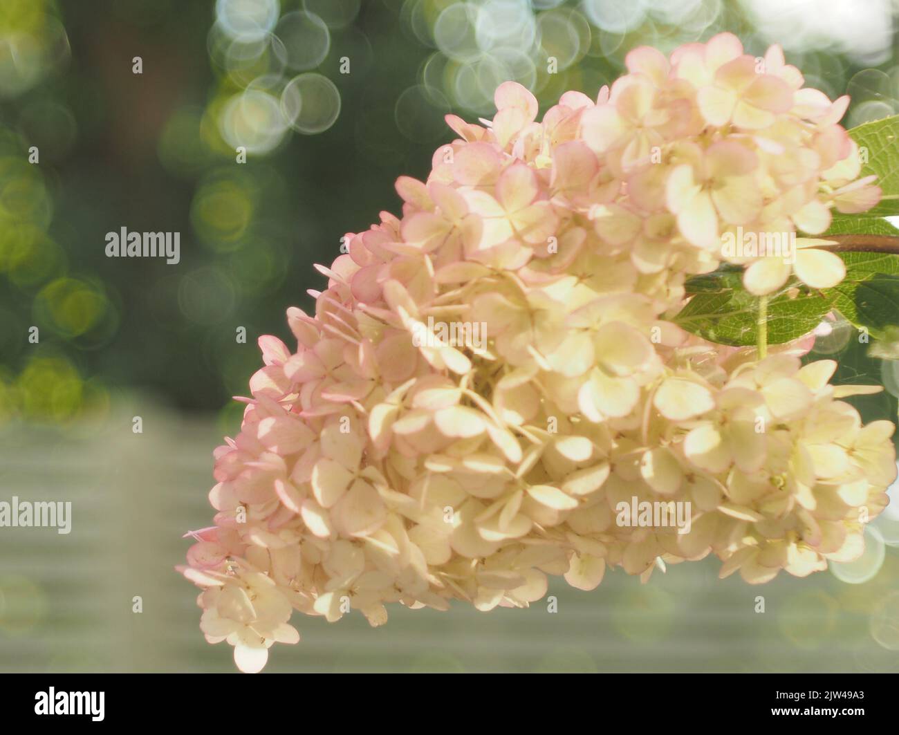 Hortensia Paniculata Vanille Fraise, Bubble Bokeh Hintergrund Stockfoto