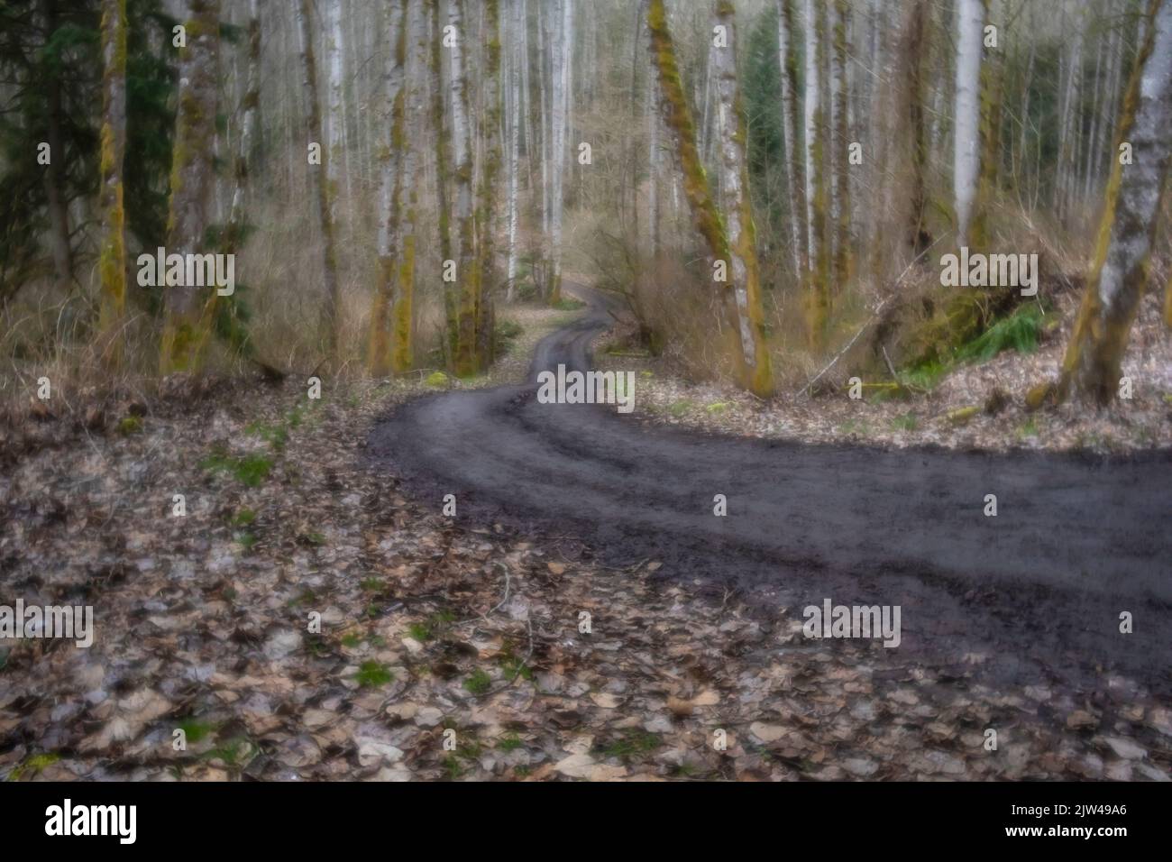 WA21929-00...WASHINGTON - Alte Forststraße am Lord Hill Regional im Snohomish County. Fotografiert mit einem Lensbaby Velvet 28. Stockfoto