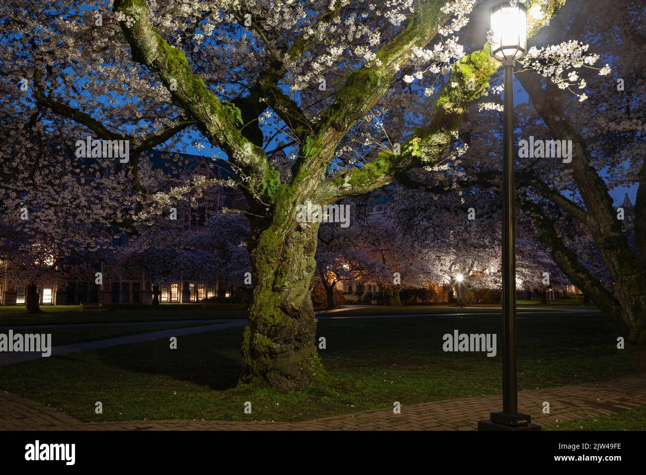 WA21938-00...WASHINGTON - Alter Kirschbaum in Blüte, beleuchtet von einer Zierkirsche in den frühen Morgenstunden auf dem Quad an der University of Washington Stockfoto