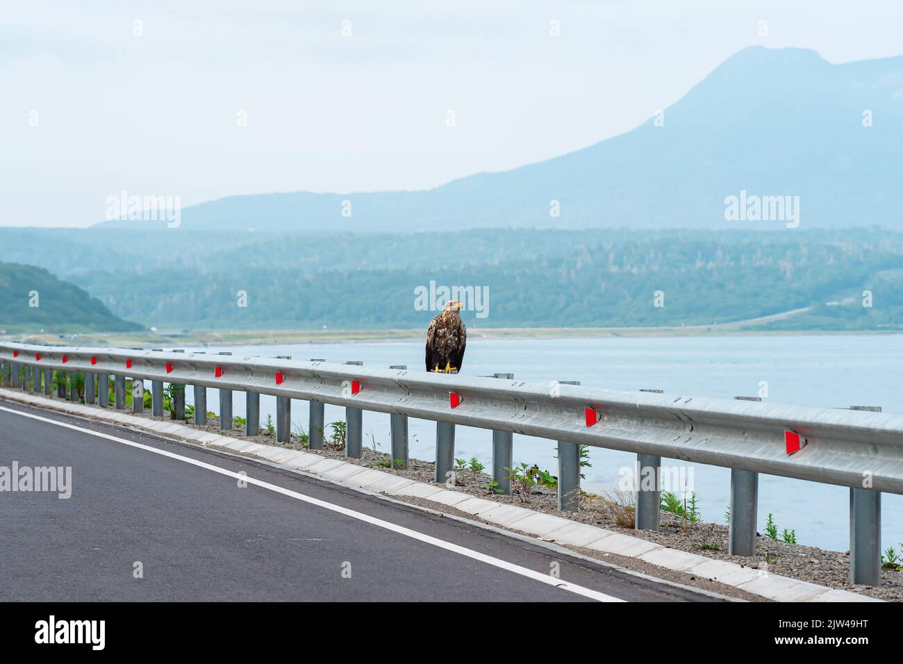 Grauer Seeadler sitzt auf einer Verkehrsbarriere am Rande einer Küstenstraße vor dem Hintergrund einer nebligen Bucht, Kunashir Island Stockfoto