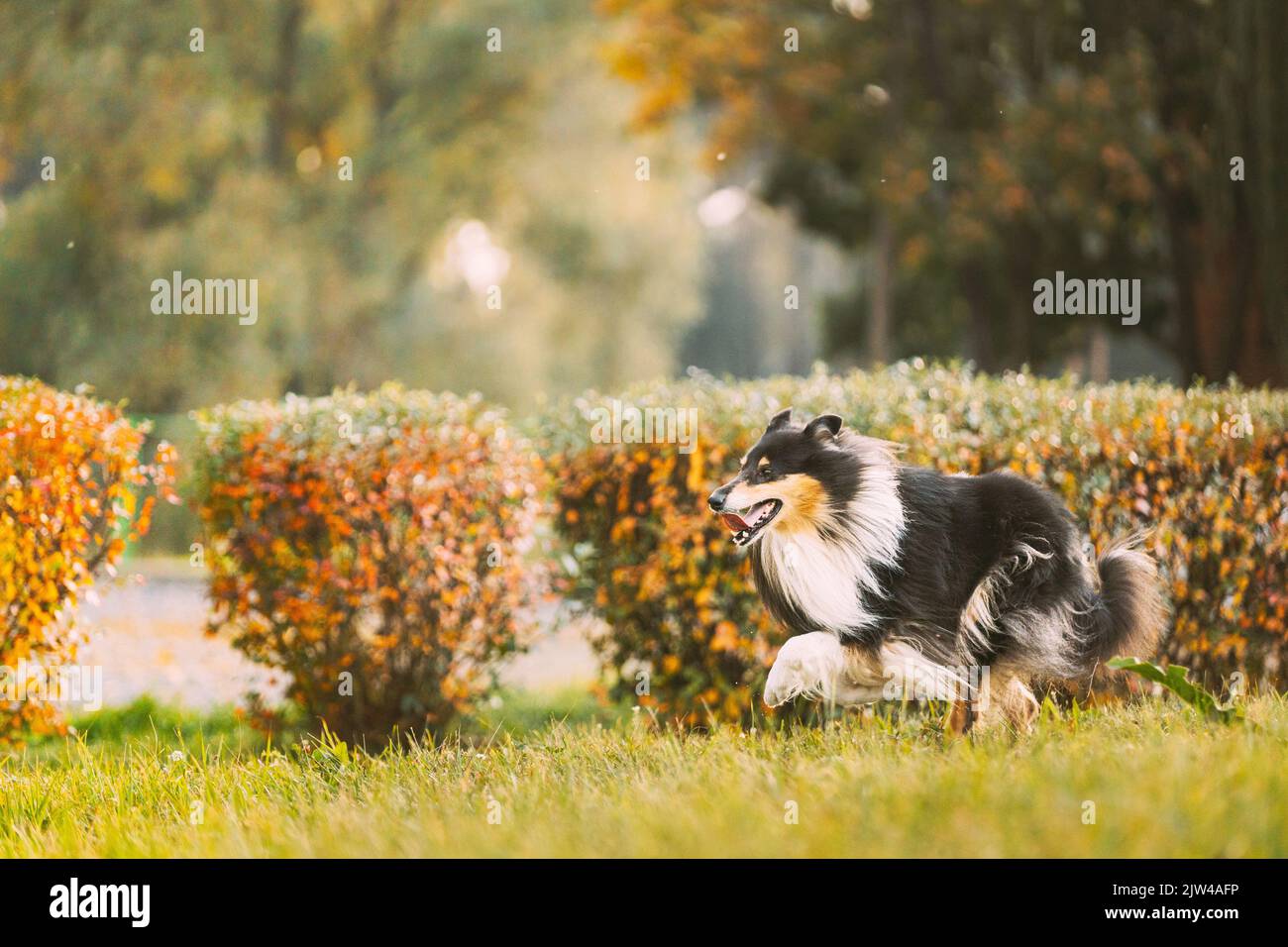 Tricolor Rough Collie, Funny Scottish Collie, Langhaarige Collie, Englisch Collie, Lassie Hund laufen im Freien im Herbst Park Stockfoto