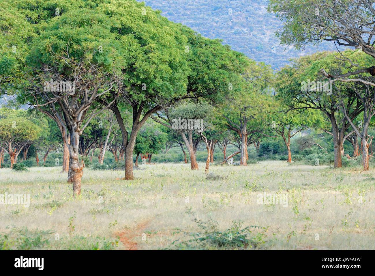 Landschaftlich reizvolle Landschaft mit großen Savannenbäumen, Nord-Namibia Stockfoto