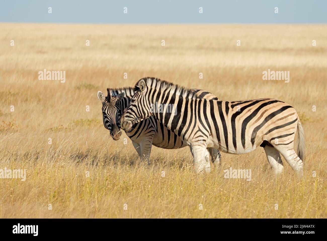 Ebene Zebras (Equus burchelli) im Grasland, Etosha National Park, Namibia Stockfoto